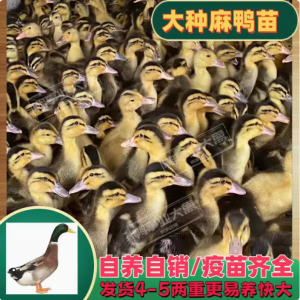 4-5两重大种麻鸭绿头鸭青头鸭土鸭可长6-8斤自养自销疫苗齐全易养