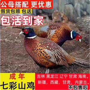七彩山鸡苗 小山鸡 野鸡苗 野鸡 饲料 包活到家 养殖成年野山鸡肉