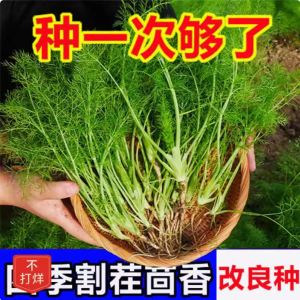 割茬茴香种子春季秋季多次采收小茴香种子四季易种蔬菜种子
