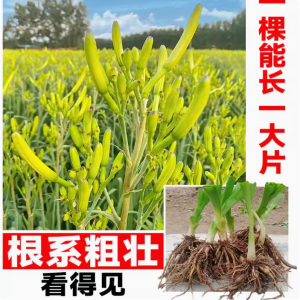 食用黄花菜根苗高产金针黄花菜种植苗金针花种苗庭院四季种植