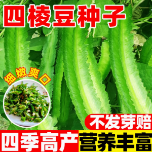 四棱豆种子四季播种高产豆角春秋皇帝豆种籽庭院阳台盆栽蔬菜种孑