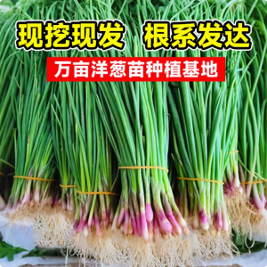 洋葱秧苗批发山东紫皮洋葱苗带根红皮水果新鲜种苗耐寒蔬菜种植苗
