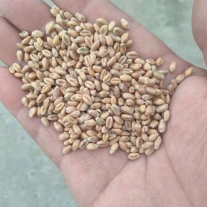 求购优质小麦种子