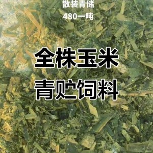求购优质玉米青贮饲料