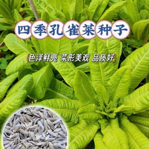 求购优质蔬菜种子