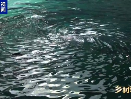 海上“全屋智能”！探访全球首艘三文鱼养殖工船