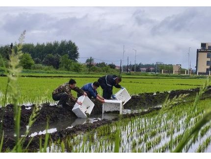 黑龙江宾县万亩寒地稻虾种养全面投苗，北方特色水产实现规模化突破